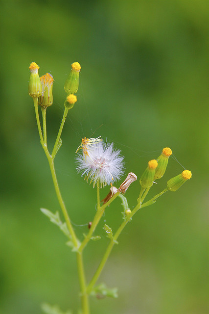 Erechtites hieracifolia